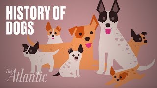 The Origin of Dogs [upl. by Matthia299]