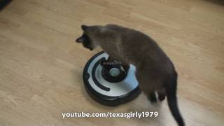 Cat shows HOW TO use iRobot Roomba Vacuum [upl. by Kelcey]