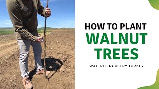 How to Plant Walnut Trees [upl. by Calvo]