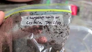 How to germinate Chamaerops Humilis var Cerifera palm seeds baggie method [upl. by Dnalerb]