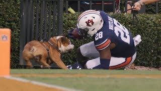 College Football Funniest MomentsBloopers  September 2019 [upl. by Inaliel]