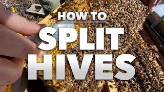 How to Split a Hive  Stepbystep tutorial from a Beekeeper Beekeeping 201  SPRING 2022 [upl. by Atalanti960]