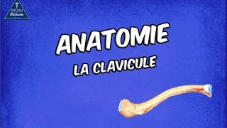 La Clavicule [upl. by Ahsym459]