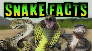 Snake Facts [upl. by Way]