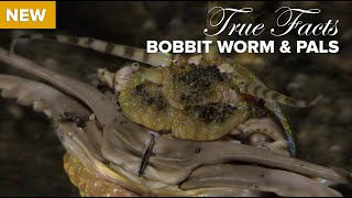 True Facts Bobbit Worm and Polychaete Pals [upl. by Levitt611]