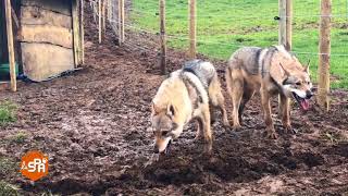 10 chiensloups sauvés par la SPA dun élevage sordide [upl. by Naillig]