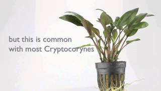 Cryptocoryne wendtii brown  an easy to grow Aquarium Plant [upl. by Tergram]