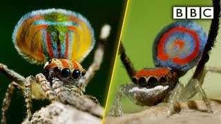 Peacock spiders dance for your life  BBC [upl. by Ednil]