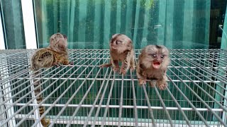 Cutest Tiny Marmoset Monkeys [upl. by Atiluj]