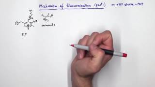 PLP Pyridoxal Phosphate Reactions [upl. by Enyleve328]