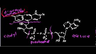 Biochemistry  Succinate Dehydrogenase Complex II [upl. by Launam]