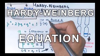 HardyWeinberg Equation  Detailed [upl. by Einneb]