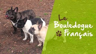 Le Bouledogue Français [upl. by Ettenauq]