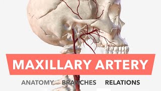 Maxillary Artery  Anatomy Branches amp Relations  Mnemonic [upl. by Ardolino338]