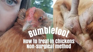 Bumblefoot  How to treat in chickens Nonsurgical method [upl. by Anegal309]