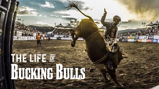 The Life of Bucking Bulls [upl. by Menon]