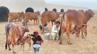 Choudhary Sahiwal Cattle and Dairy Farm 32600 Kg Milk Record [upl. by Armand558]