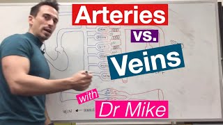 Blood Vessels  Cardiology [upl. by Jaret90]