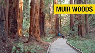 Majestic Redwoods at Muir Woods National Monument [upl. by Aihsar]