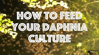 How To Feed Your Daphnia Culture [upl. by Arundell]