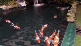 Koi Pond and Fish House [upl. by Adianez]