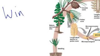 Gymnosperm Reproduction [upl. by Anilad]