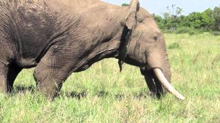 Musth male elephant behavior  Mara Conservancy [upl. by Sorvats]