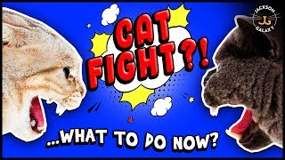 Bloody CAT VS CAT FIGHT TO THE DEATH [upl. by Ronny]