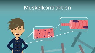 Muskelkontraktion einfach erklärt [upl. by Landing]