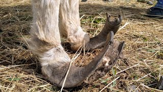 Rescue Donkey with Overgrown Hooves gets Pedicure Part 1 [upl. by Ottilie]