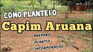 CAPIM ARUANA Preparo Plantio Kgárea e Incorporação das sementes🌱🌧️🙏 [upl. by Eimmelc817]