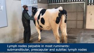 Clinical examination of the cow [upl. by Marc]