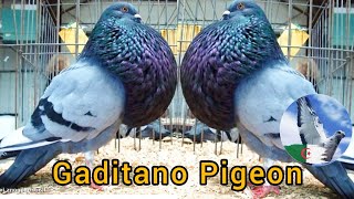 Beautiful Gaditano Pigeon [upl. by Aurel]