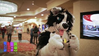 Kibas BLFC 2018 Con Video Biggest Little Fur Con [upl. by Jem673]