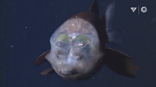 MBARIs Top 10 deepsea animals [upl. by Enigroeg203]