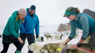 Glacier Dog Sledding in the Cruise Port of Juneau Alaska  Holland America [upl. by Cila773]