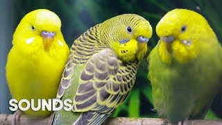 Budgies singing in Pet Store  Parakeet Sounds  1 Hour [upl. by Ellehcen]