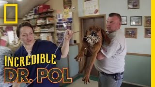 Bloodhounds vs Porcupine  The Incredible Dr Pol [upl. by Nirik]