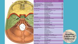 L51  Cráneo  Anatomía 2  FMed UBA [upl. by Aihsekat215]