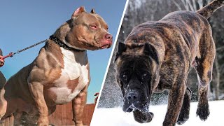 10 Razas de perros más poderosas del mundo [upl. by Wildee]