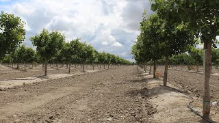 How to Design a New Pistachio Orchard [upl. by Evatsug441]