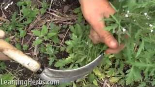 Vervain herb Verbena officinalis How to Harvest [upl. by Machos]