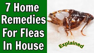 7 Home Remedies For Fleas in The House [upl. by Akcimahs599]