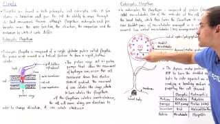 Prokaryotic vs Eukaryotic Flagella [upl. by Drhcir905]