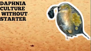 HOW TO CULTURE DAPHNIA NATURALLY WITHOUT A STARTER [upl. by Bruning905]