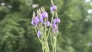 Minnesota Native Plant  Blue Vervain Verbena Hastata [upl. by Beth]