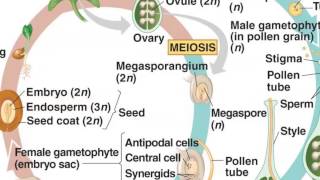 Angiosperm Life Cycle [upl. by Stinson]