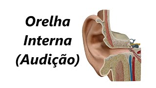 Anatomia da Orelha Interna em 3D Audição [upl. by Ertemed]