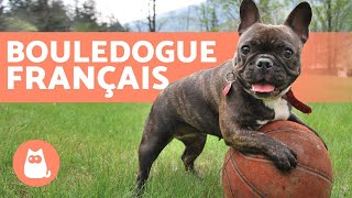 Bouledogue français  Éducation et soins [upl. by Marcela]