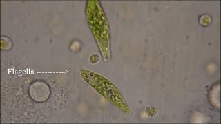 Euglena  The Flagellate [upl. by Stevenson51]